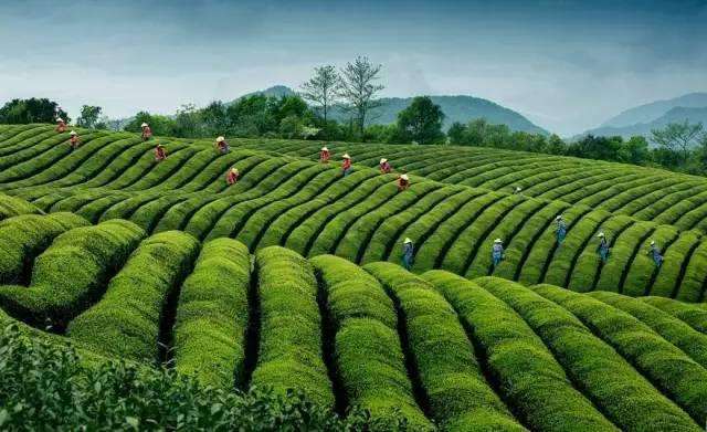 安化黑茶栽培技术规范
