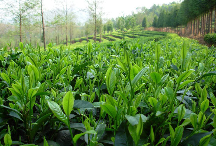 茶叶生产质量检查进行时